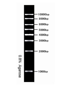 R1kb DNA Ladder Marker   1kb DNA Ladder MarkerN 
P(gun)I: