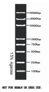 R AL5000 DNA Marker  AL5000 DNA Markera(chn)ƷB 
P(gun)I: